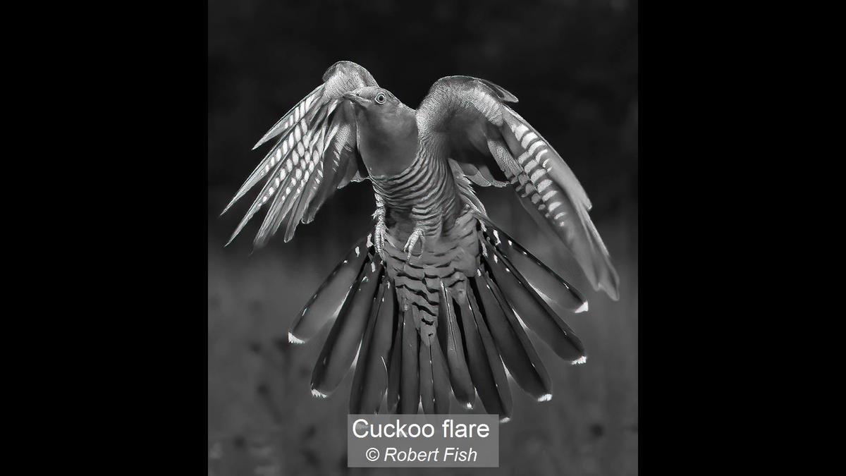 13_Cuckoo flare_Robert Fish